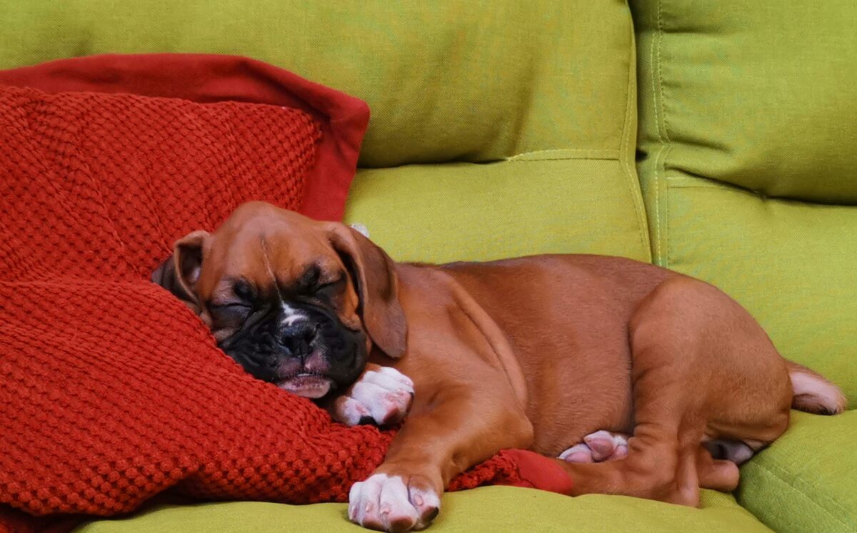 Come preparare la lozione anticaduta per il pelo dei cani