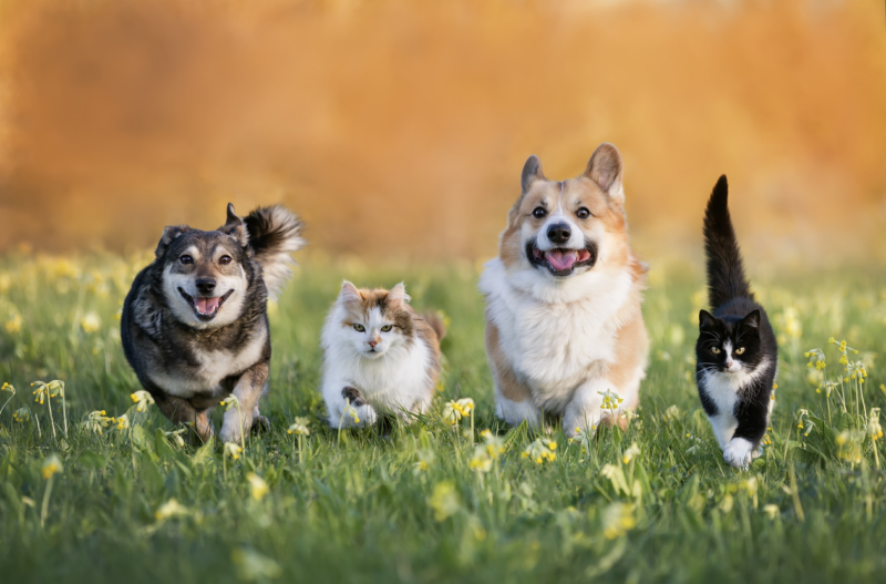 cani e gatti