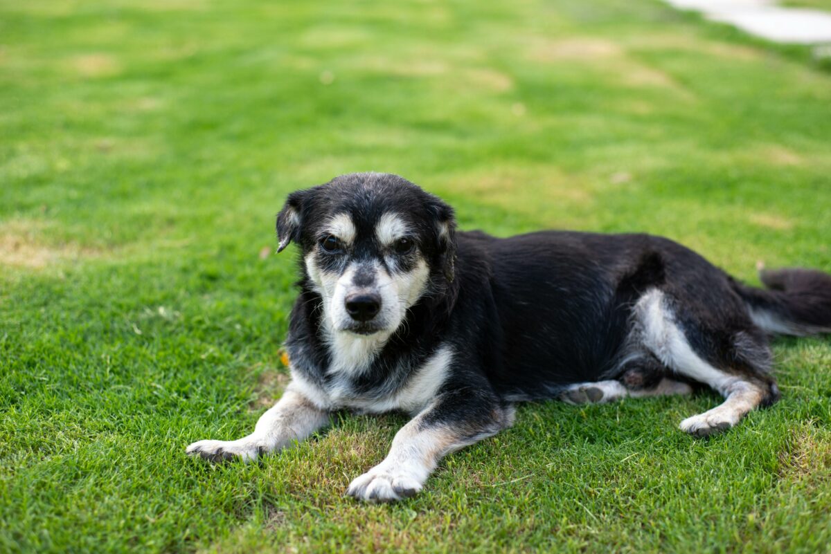 Come preparare un cicatrizzante per cani specifico per morsi