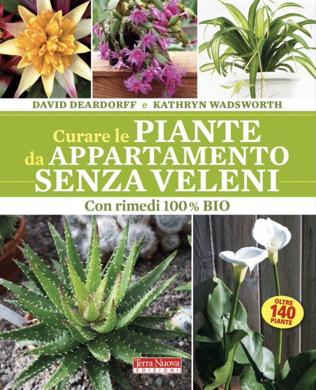 Curare le piante di appartamento senza veleni