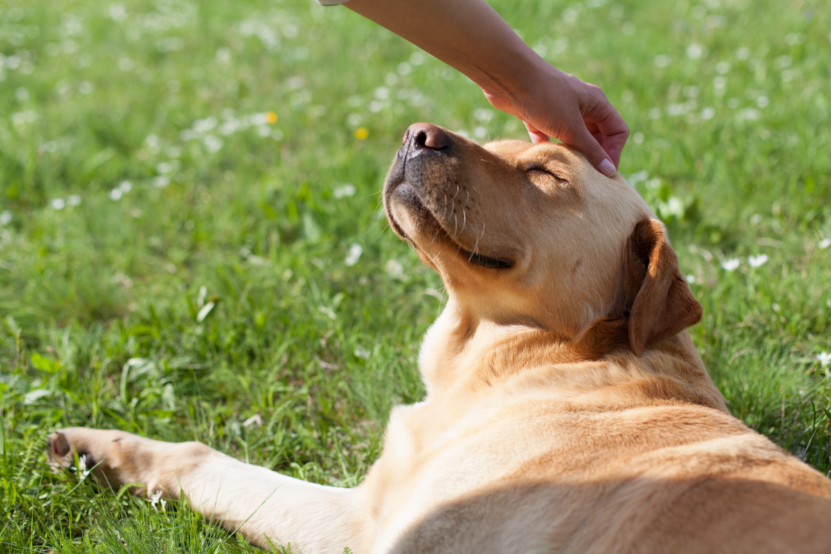 Il tuo cane ha l’alito cattivo? Ecco lo spray fatto in casa che risolve