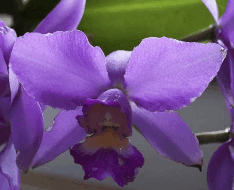 orchidea cattleya