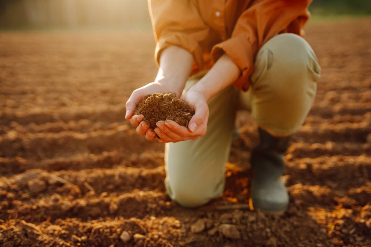 Caldo e crisi climatica:&nbsp;l’agricoltura biodinamica risponde con la forza del suolo vivo