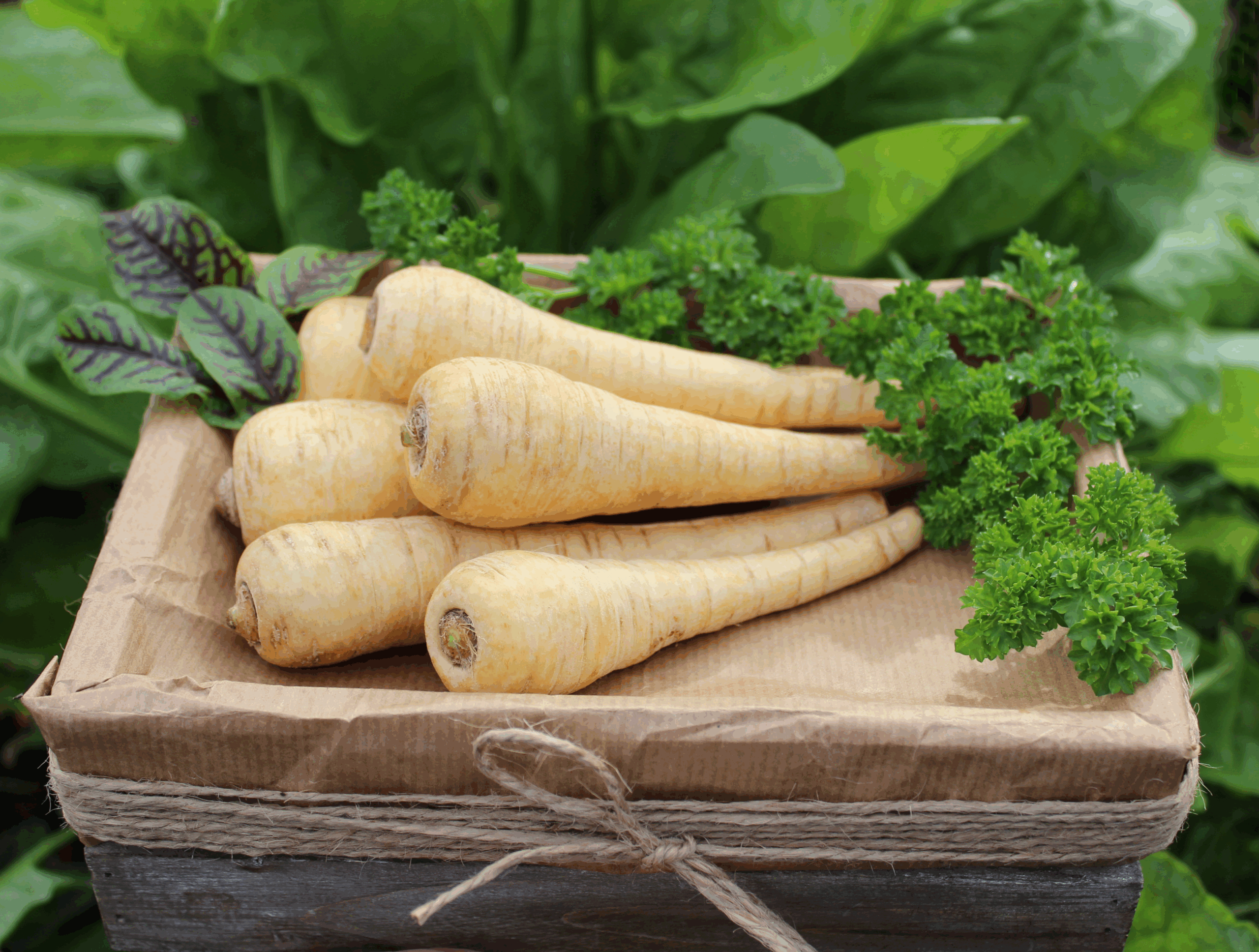 Pastinaca: come coltivare la carota bianca