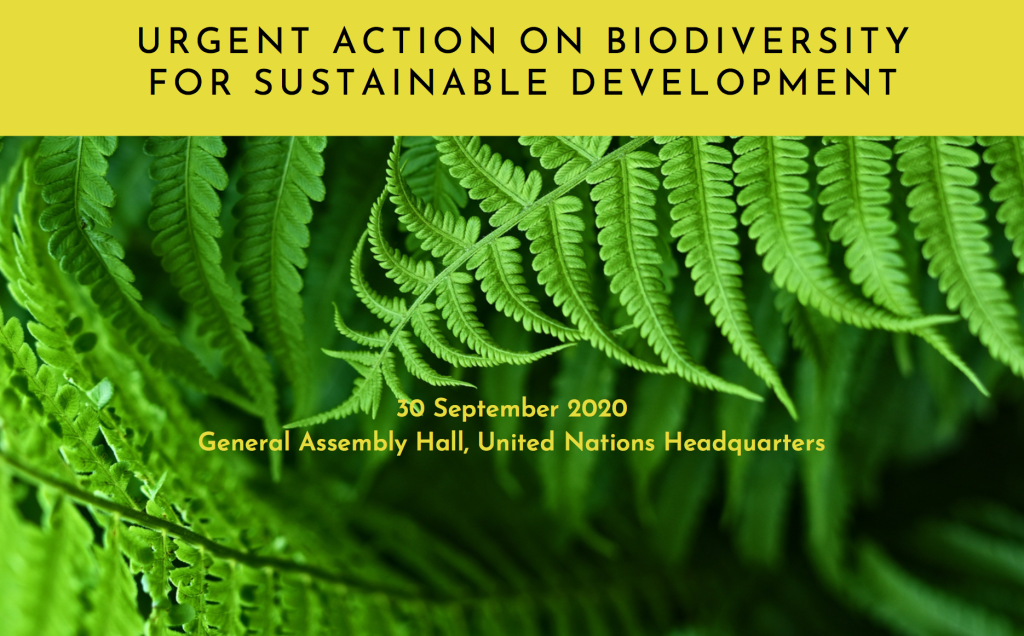 A New York il summit Onu per la biodiversit&agrave;