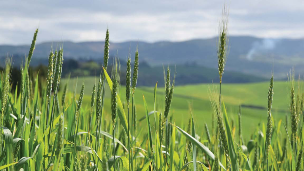 Alla scoperta delle antiche variet&agrave; di grano
