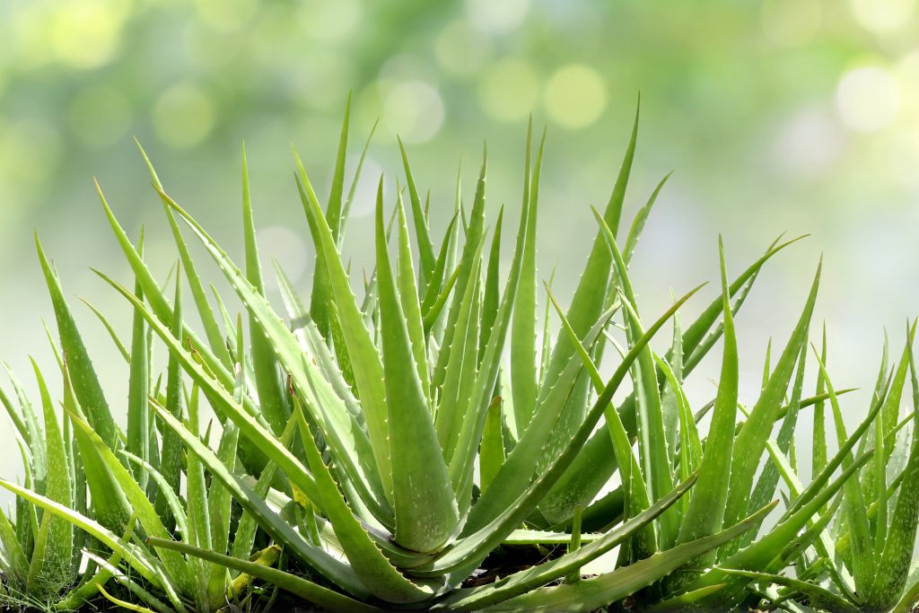 Aloe: la pianta dell&rsquo;armonia
