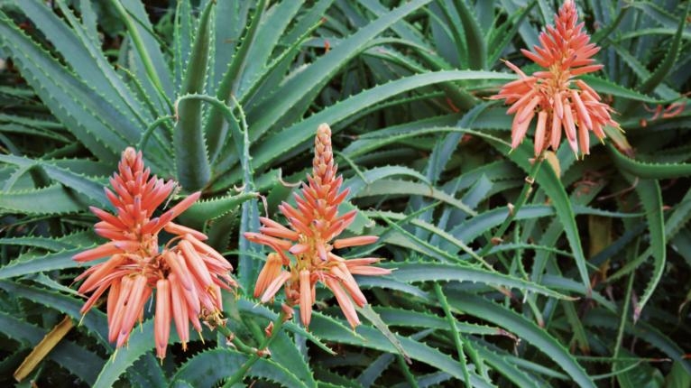 Aloe: pianta dalle innumerevoli propriet&agrave;