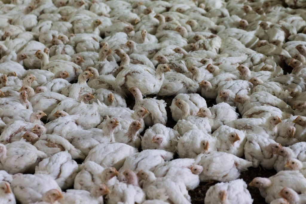 Animal Equality: &laquo;Polli broiler, selezione genetica che li condanna a sofferenza&raquo;