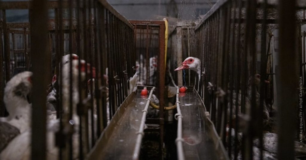 Animal Equity: &laquo;Foie gras, da vietare l’alimentazione forzata delle anatre&raquo;