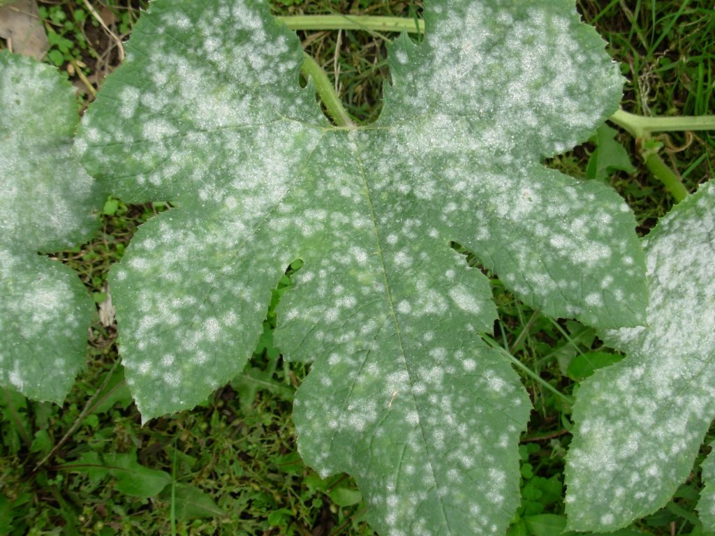 Avversit&agrave; comuni degli ortaggi: il mal bianco