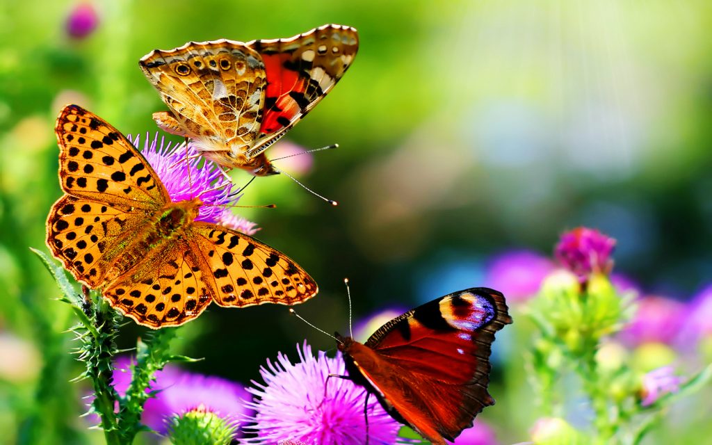 Biodiversit&agrave;: nei campi bio il doppio di quella richiesta dalla UE