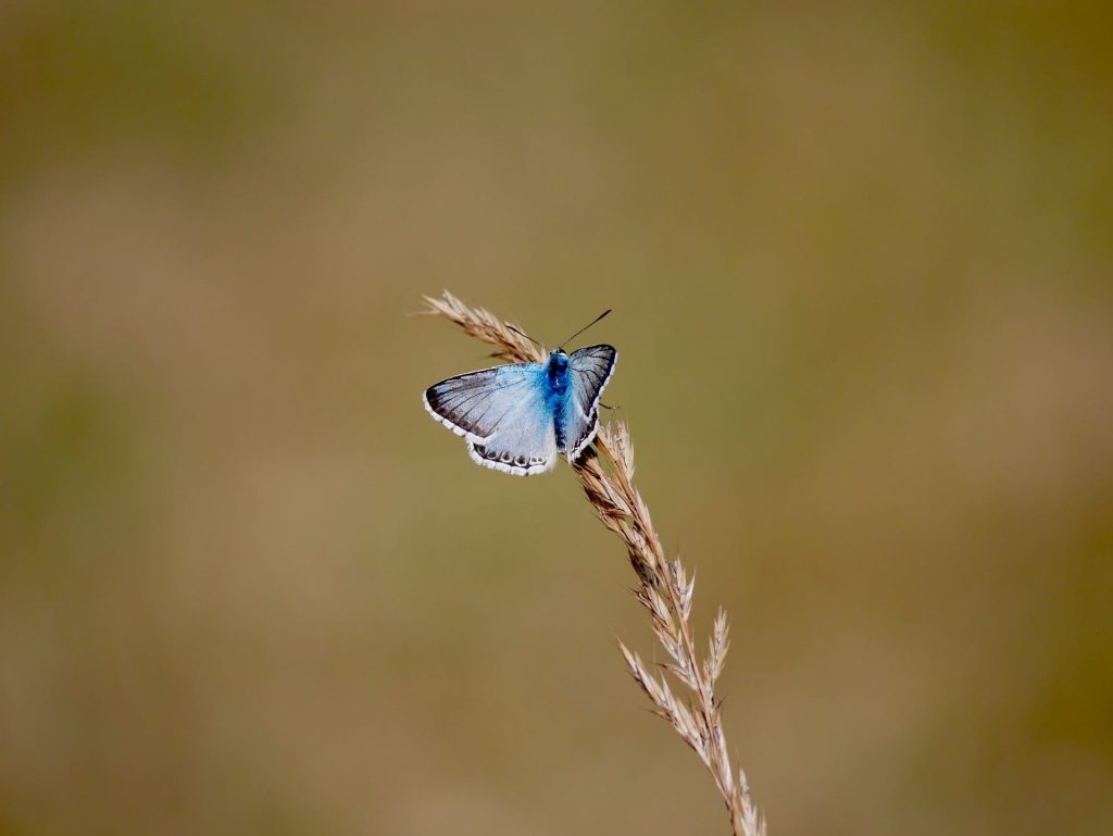 Biomi e biodiversit&agrave;: conosciamo il nostro Pianeta