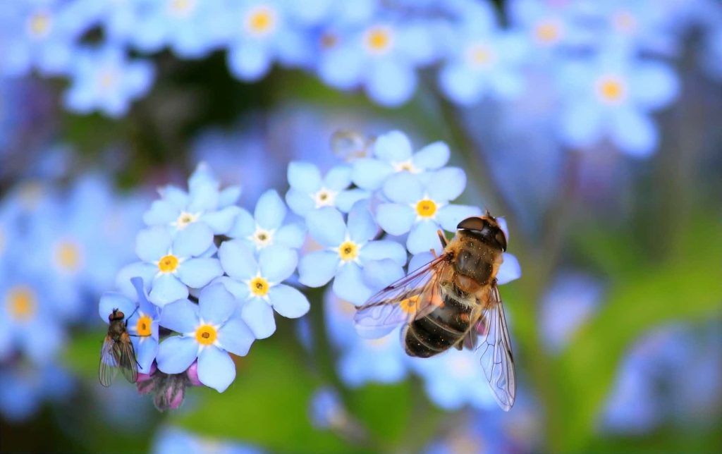 Cambia La Terra: &laquo;I pesticidi contaminano anche polline e cera&raquo;