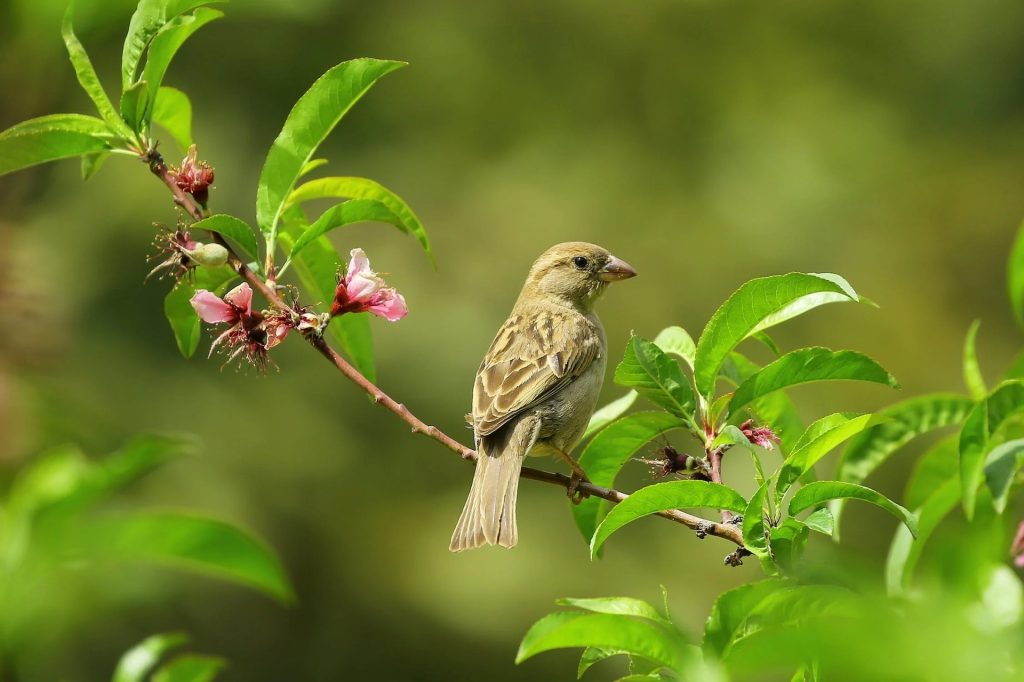 Campagne sempre pi&ugrave; silenziose: dov’&egrave; finita la biodiversit&agrave;?