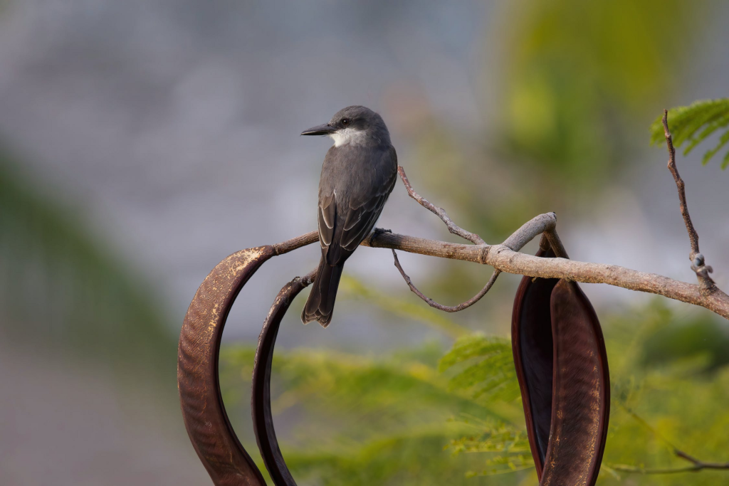 Carruba, conosciamola meglio