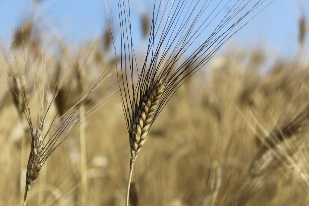 “Cereali resilienti”,  la biodiversit&agrave; preservata dal seme alla tavola