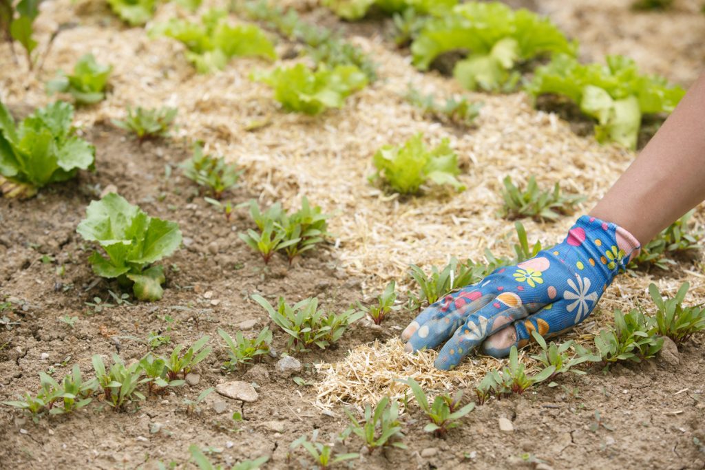 Cibo biodinamico: un&rsquo;assicurazione sulla vita