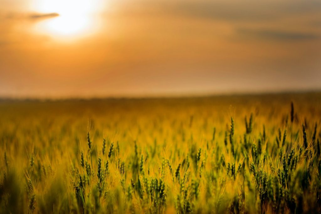 Coalizione Italia Libera da Ogm: &laquo;L’Italia respinga i nuovi OGM nel Consiglio UE dei ministri dell’agricoltura&raquo;