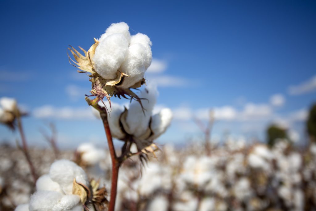 Cotone e nuova schiavit&ugrave;