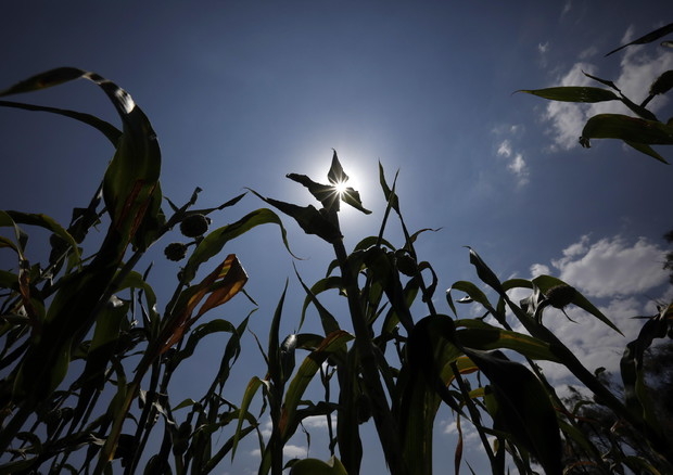 Crocevia e ARI: &laquo;Il ministro dell’agricoltura promette di sdoganare i nuovi OGM&raquo;