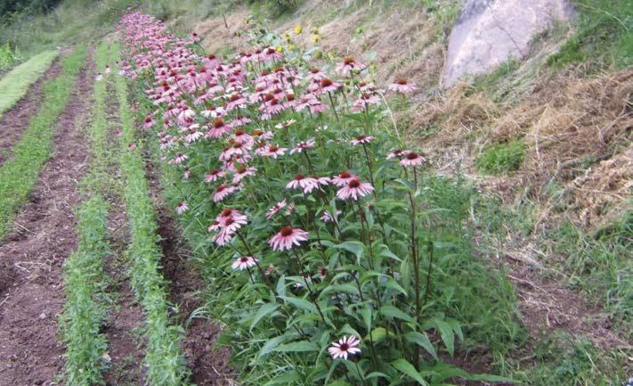 Echinacea: propriet&agrave; e coltivazione