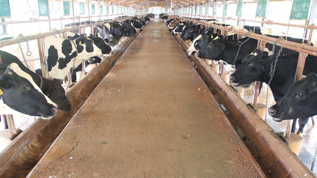 Essere Animali: &laquo;Cala il consumo procapite di carne, ma aumenta il numero di animali macellati&raquo;