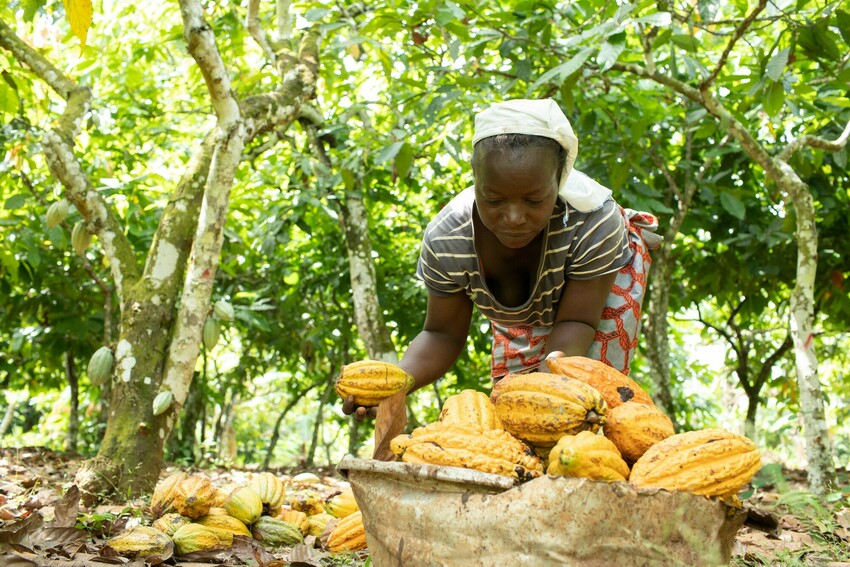 FairTrade: grazie a vendite in Italia, 3 milioni e 800mila euro hanno favorito lo sviluppo delle comunit&agrave; agricole in Asia, Africa e America Latina