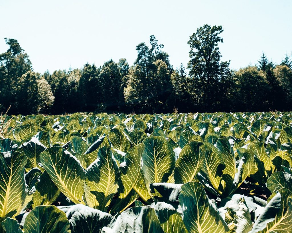 FederBio: &laquo;Col 25% di terreni coltivati a biologico si diminuirebbero del 15% le emissioni di gas serra dell’agricoltura&raquo;