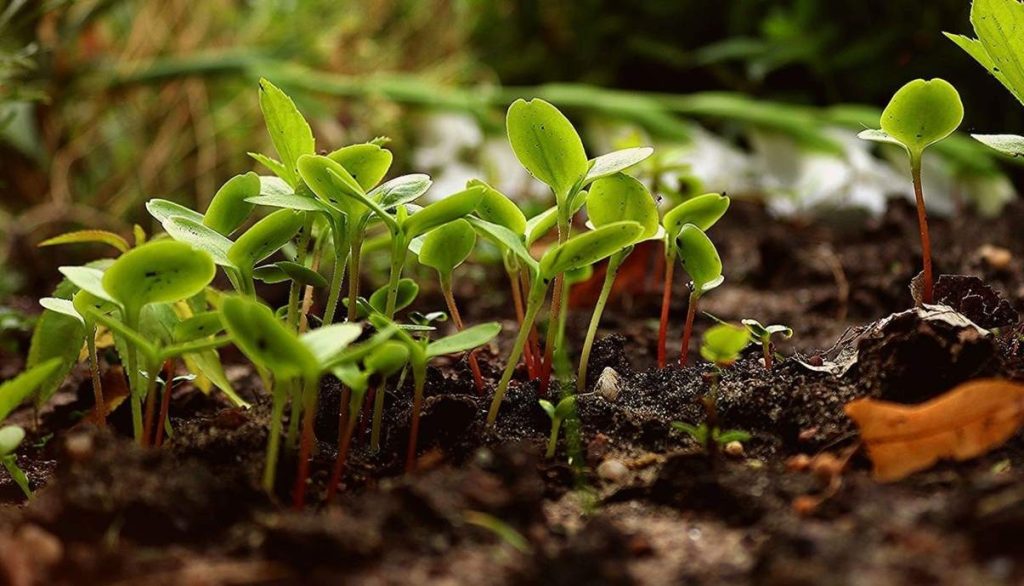 Federbio: &laquo;Giornata della Terra: puntare sulla transizione agroecologica&raquo;