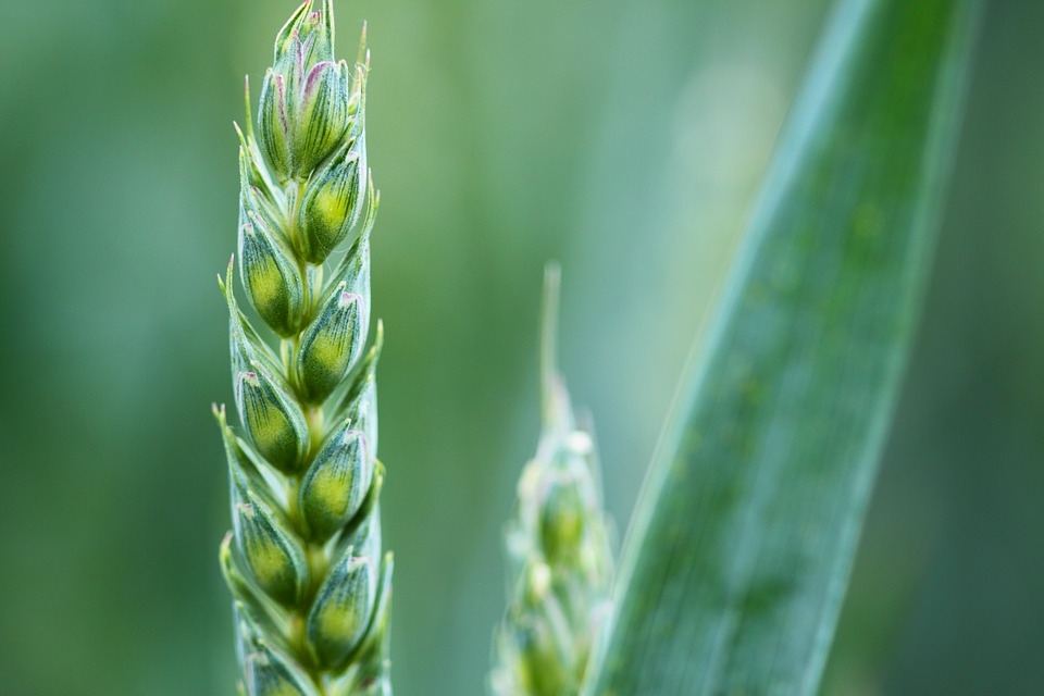 Federbio: &laquo;Giornata mondiale dell’ambiente, agricoltura biologica tassello fondamentale&raquo;