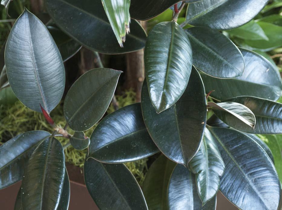 Ficus elastica o Fico del caucci&ugrave;. Caratteristiche e coltivazione