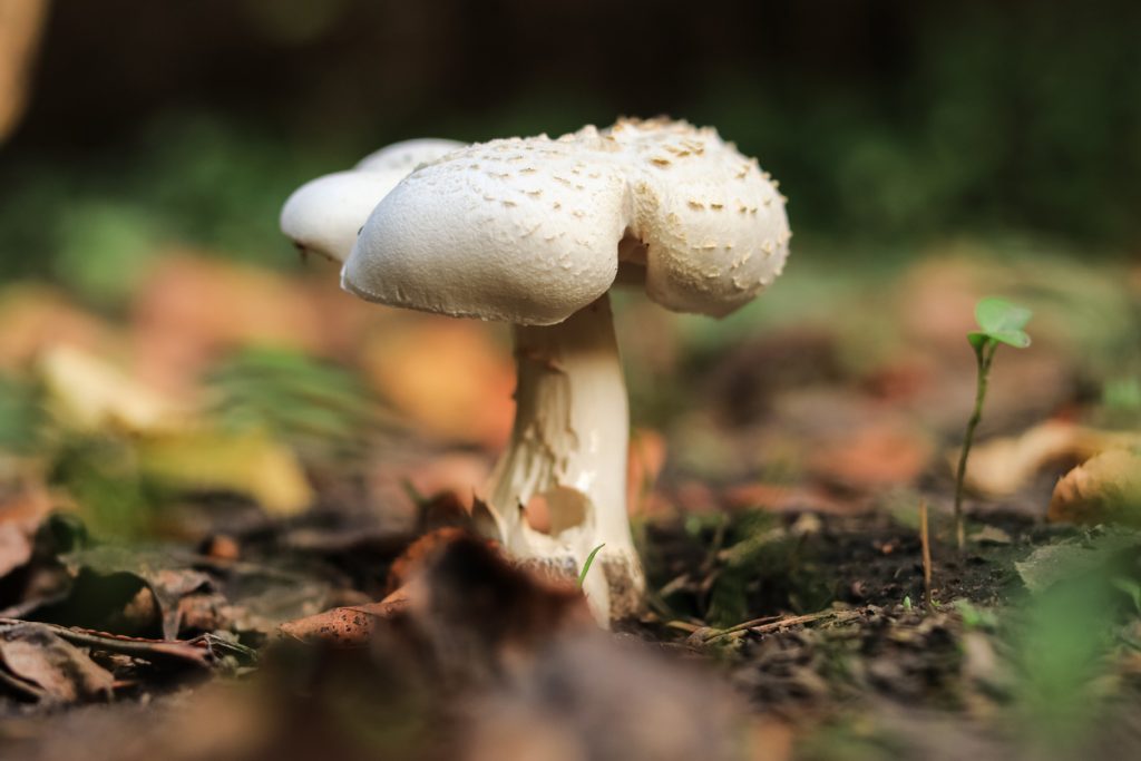 Funghi: ci&ograve; che viene dalla terra, torna alla terra