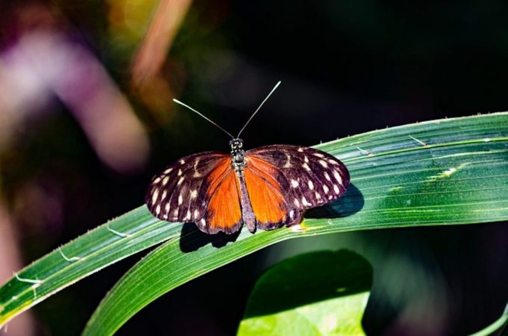 Giornata mondiale della biodiversit&agrave;. E la UE ha presentato la sua strategia