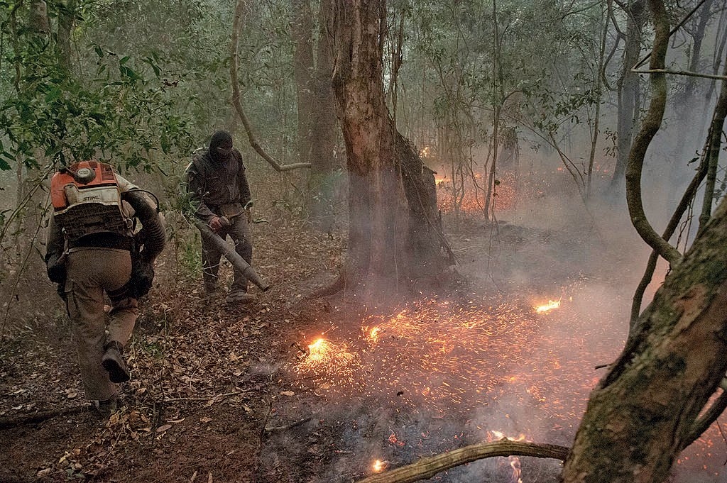 Greenpeace: &laquo;Come la carne venduta in Europa distrugge il Pantanal&raquo;