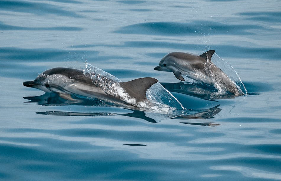 Greenpeace: &laquo;Il Mare Adriatico ha bisogno di aree protette&raquo;