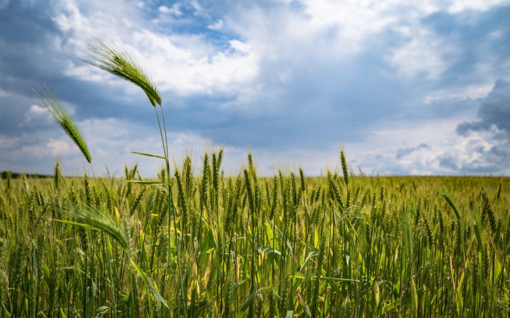 Greenpeace: &laquo;Il nostro futuro alimentare nella morsa tra guerra e siccit&agrave;&raquo;