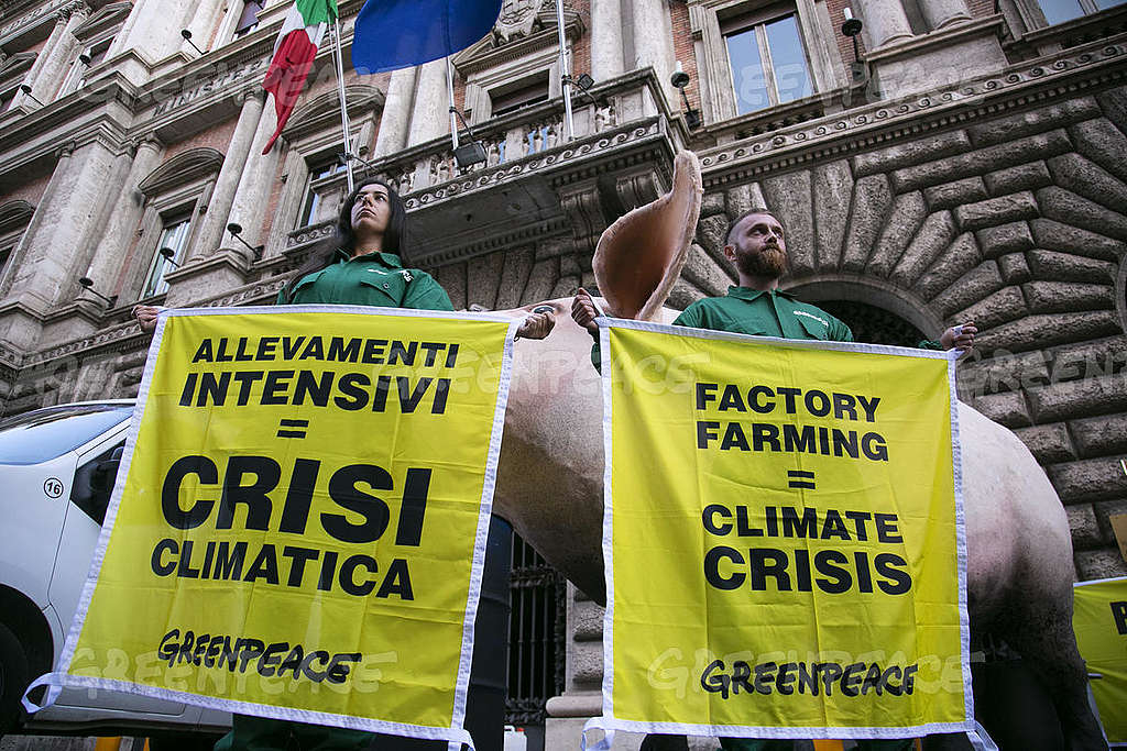 Greenpeace: &laquo;L&rsquo;UE concede il lasciapassare per inquinare agli allevamenti intensivi di bovini&raquo;