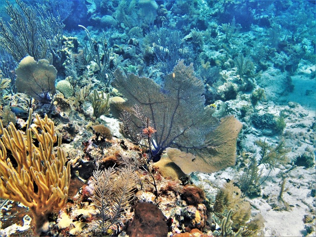 Greenpeace: &laquo;La barriera corallina &egrave; in pericolo: proteggiamola&raquo;