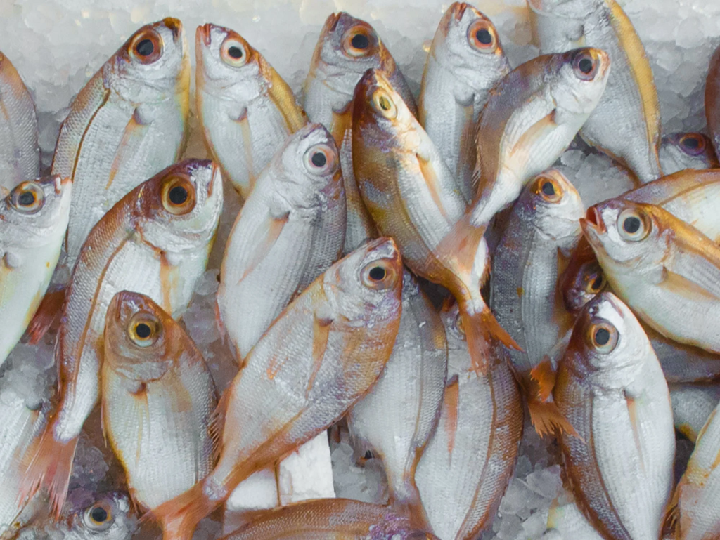 Greenpeace: &laquo;La pesca aumenta del 22% nelle aree da proteggere&raquo;