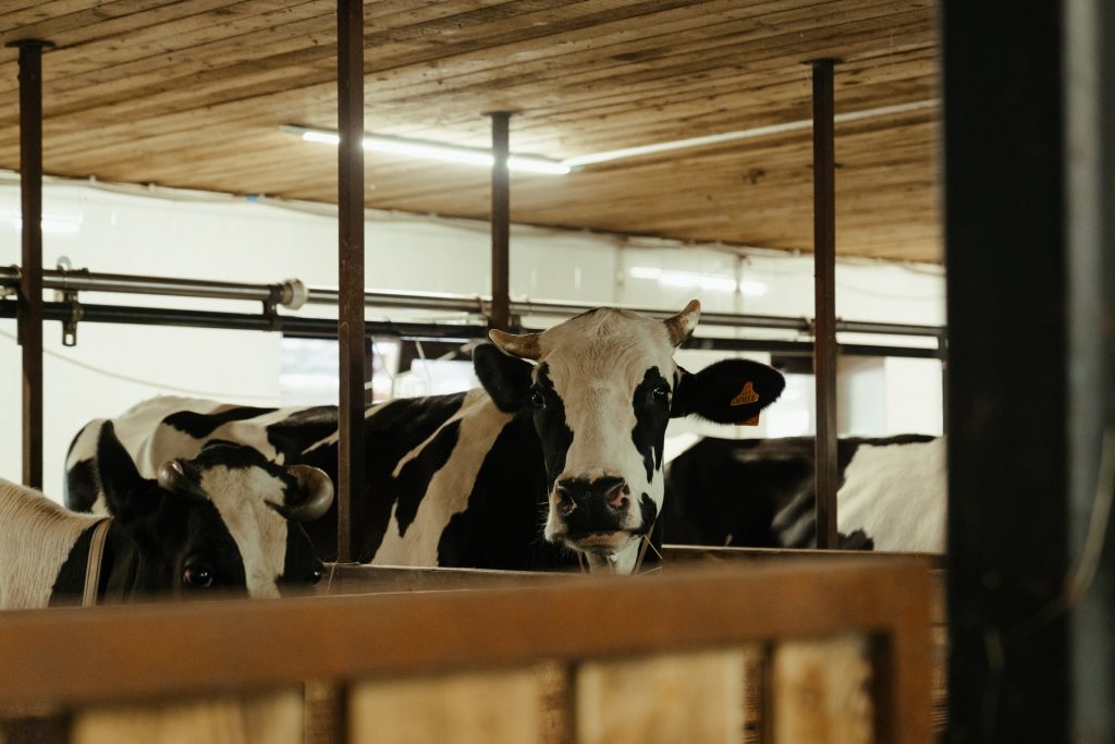 Greenpeace: &laquo;Mangiare e produrre meno carne: un cittadino europeo su due &egrave; d’accordo&raquo;