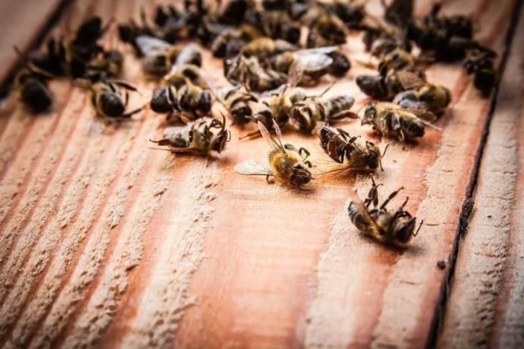 Greenpeace: &laquo;Morte 8 milioni di api a causa dei pesticidi. Depositata denuncia penale&raquo;