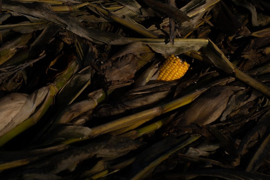 Greenpeace: &laquo;Non si ceda alle pressioni dell’agribusiness&raquo;