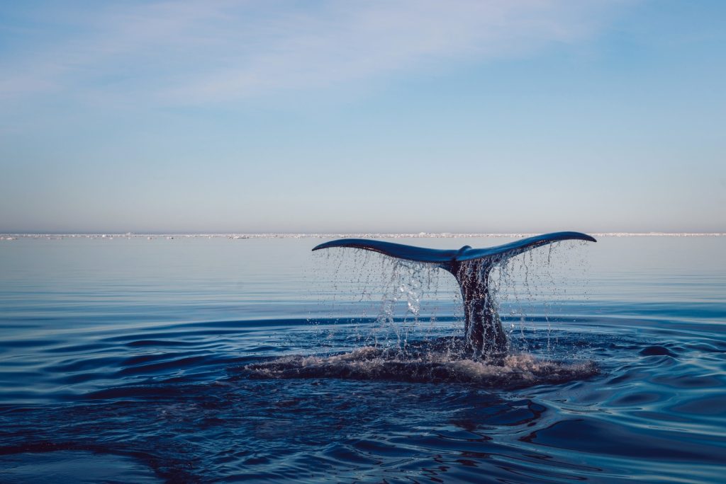 Greenpeace: &laquo;Nuovi gasdotti nel Mediterraneo minacciano balene e biodiversit&agrave;&raquo;