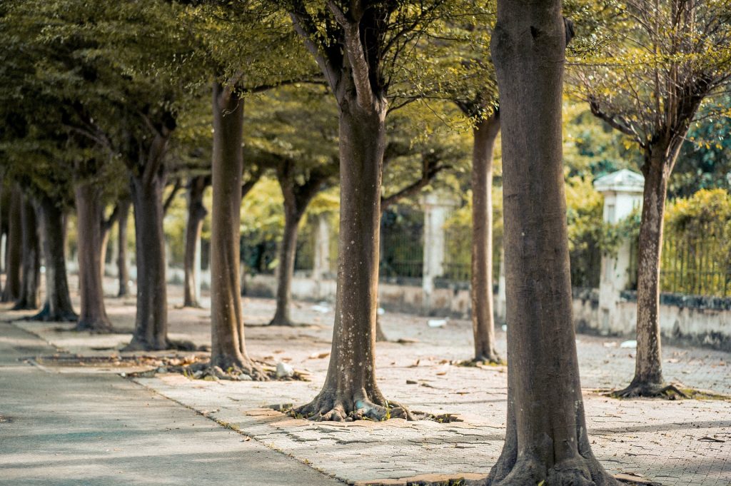 Gruppo di Intervento Giuridico: &laquo;Necessarie sanzioni per evitare le capitozzature degli alberi&raquo;