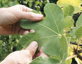 I principi di base dell&rsquo;agopuntura vegetale
