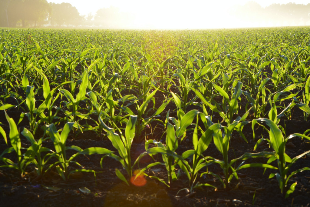 I tre pilastri (pi&ugrave; uno) della nuova agricoltura