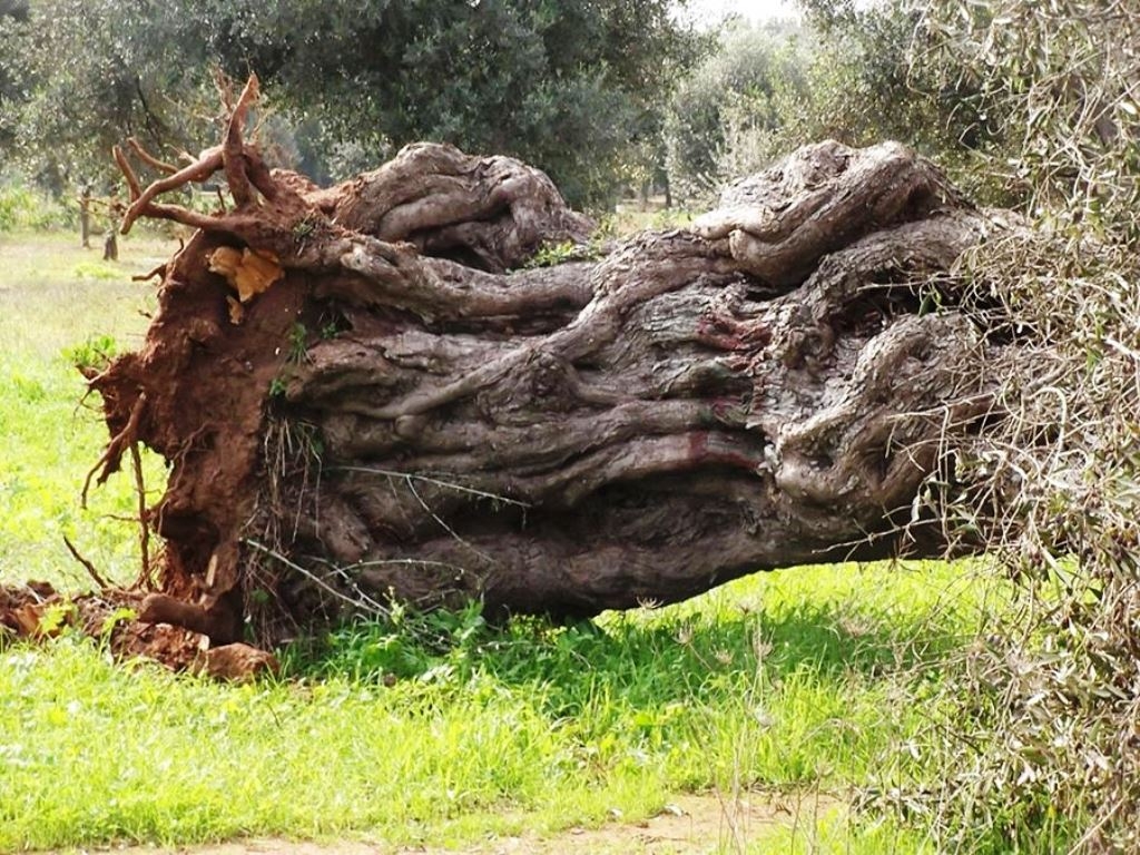 Il Comitato Ulivivo: &laquo;Prosegue l’abbattimento di ulivi millenari in Puglia, scelta assurda&raquo;