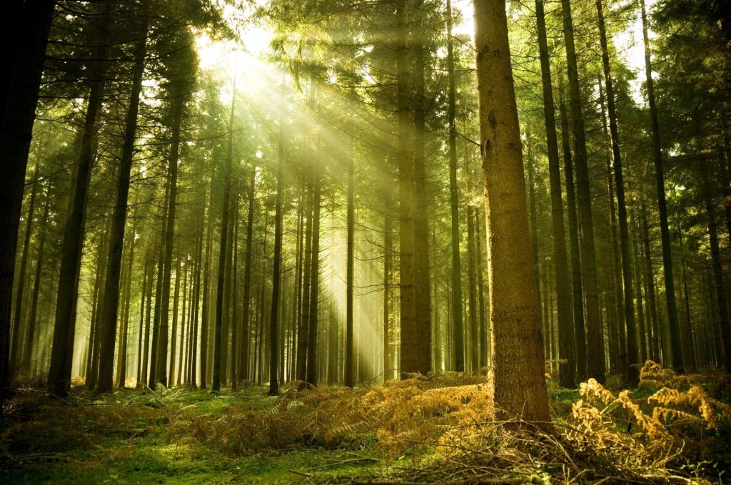 &laquo;Il bosco non ha bisogno dell&rsquo;uomo, &egrave; l&rsquo;uomo che ha bisogno del bosco&raquo;