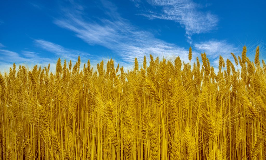 Il prezzo della guerra sull&rsquo;agricoltura italiana